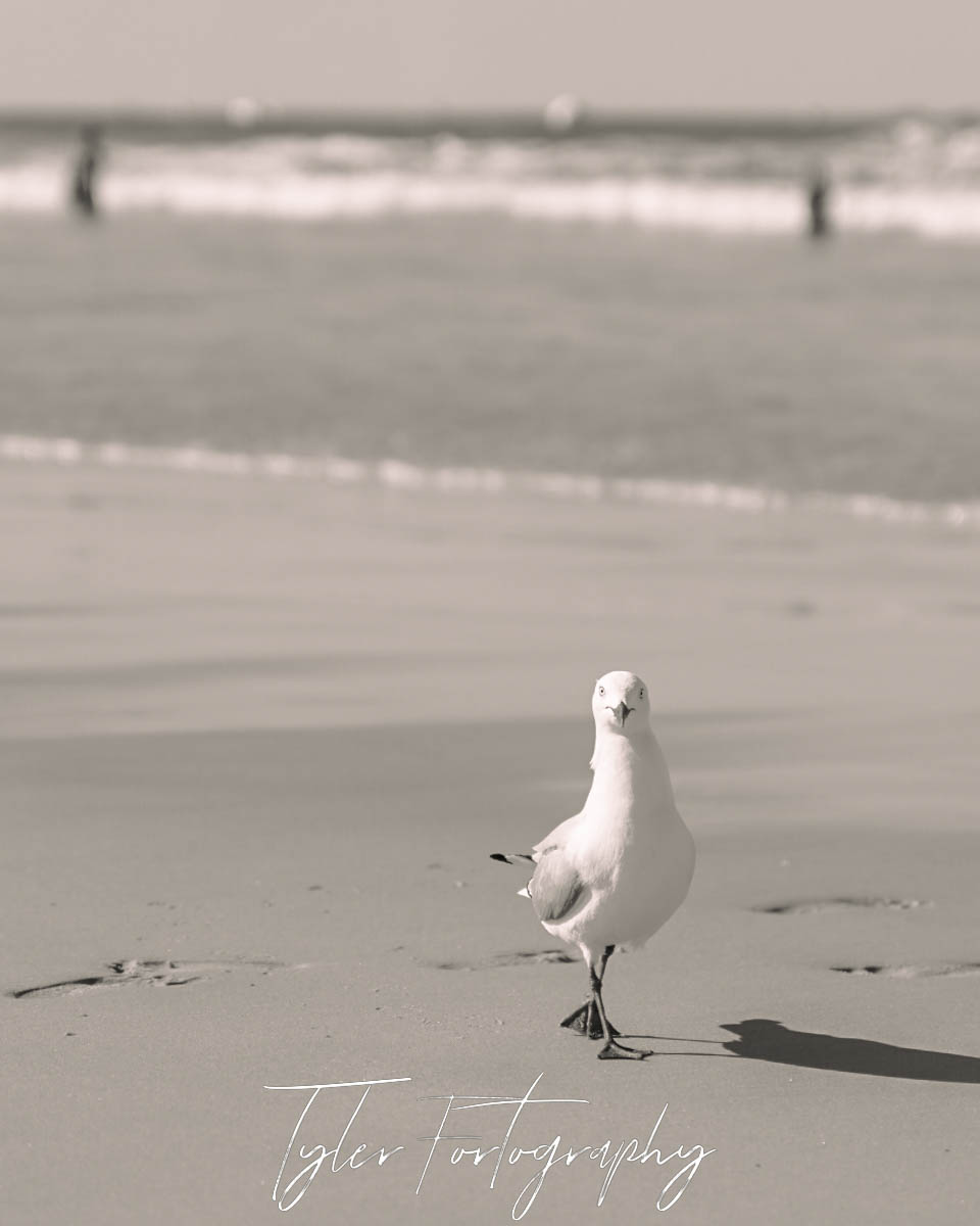 Beach Seagull