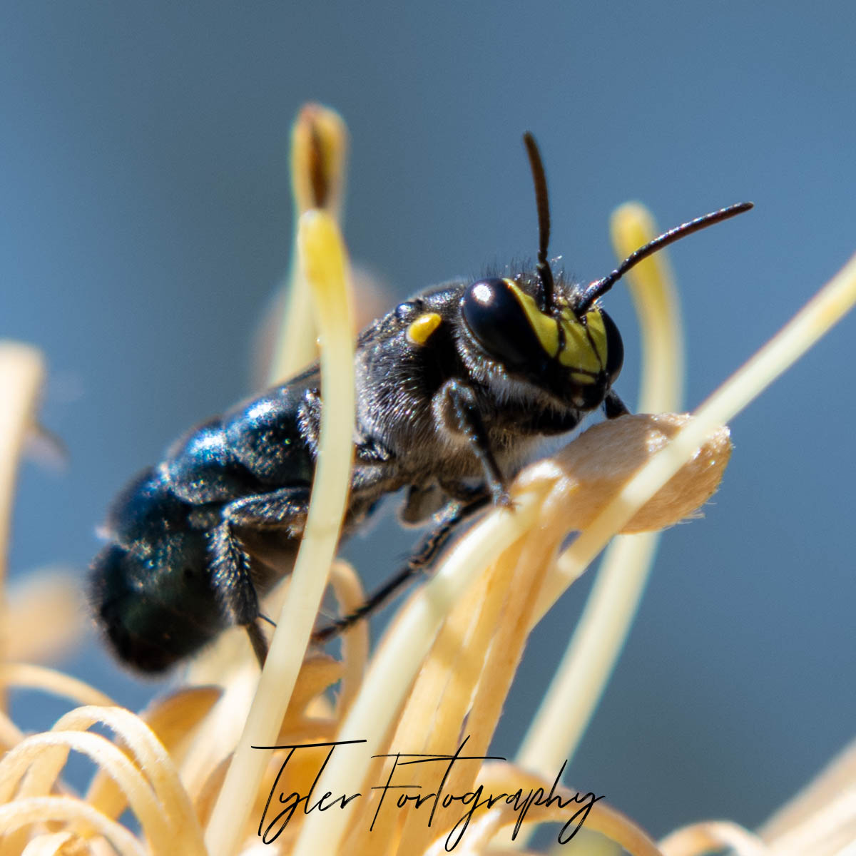 Busy Bee