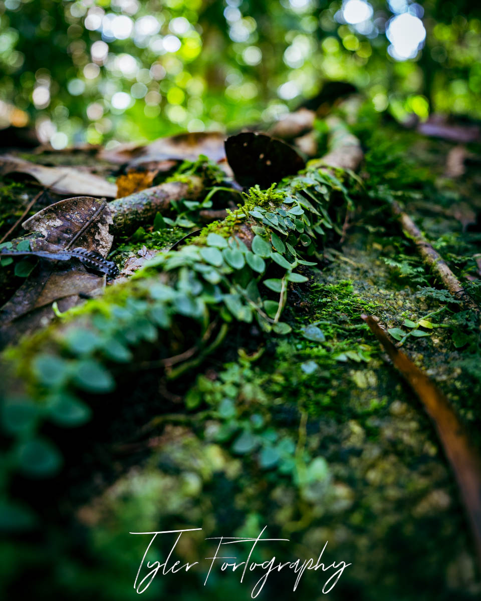 Forest Growth