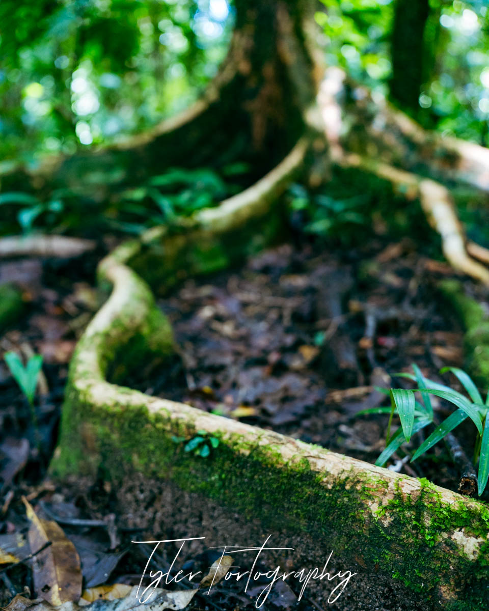 Forest Roots