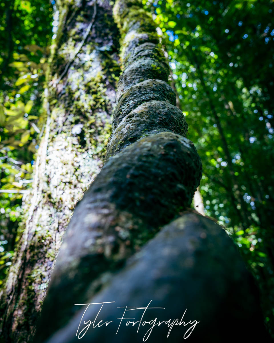 Forest Vine