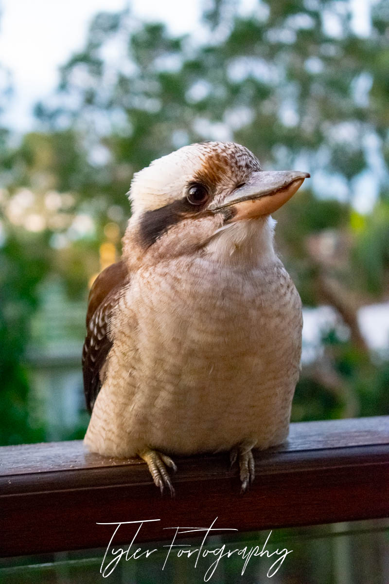 Friendly Kookaburra
