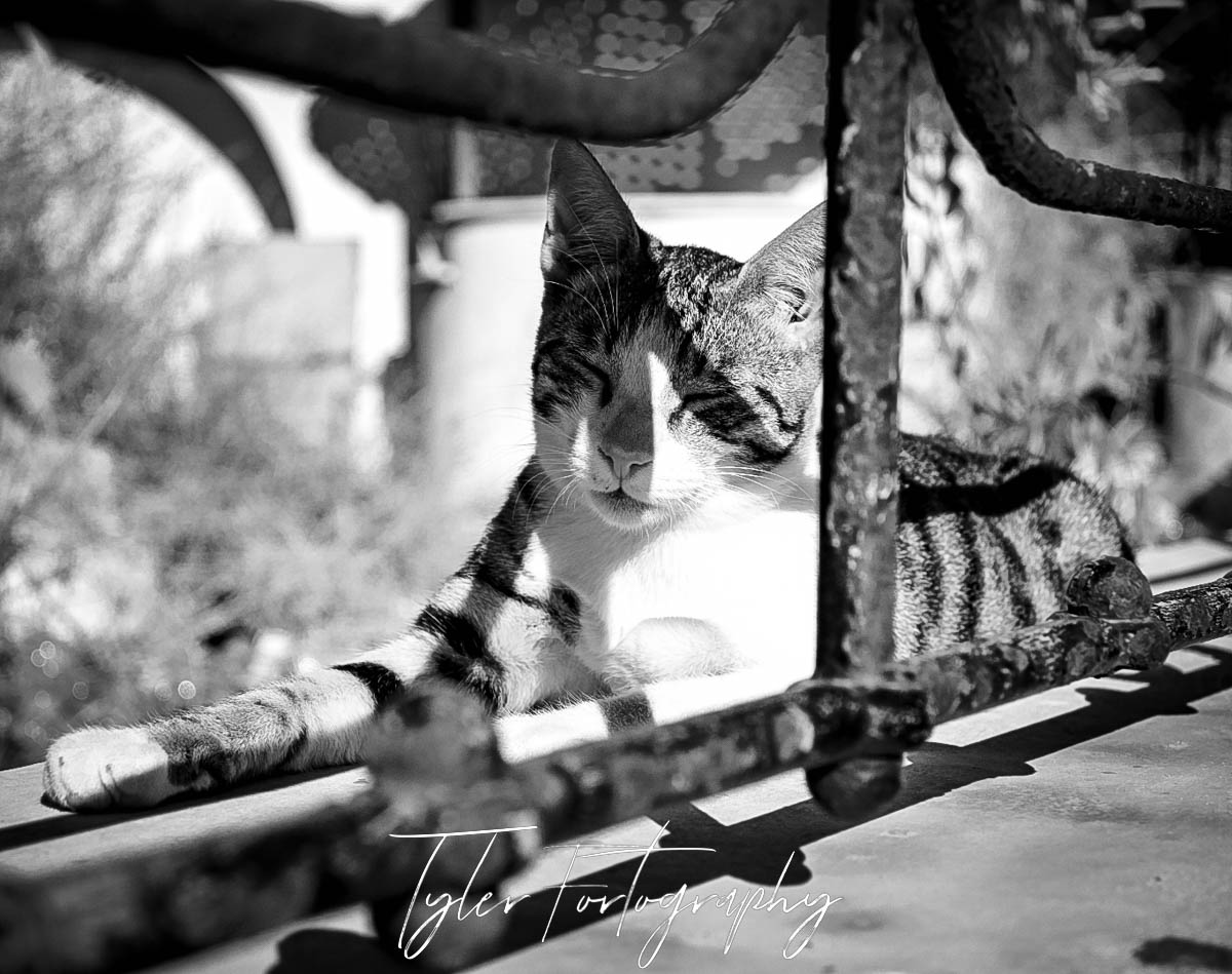 Greek Cat