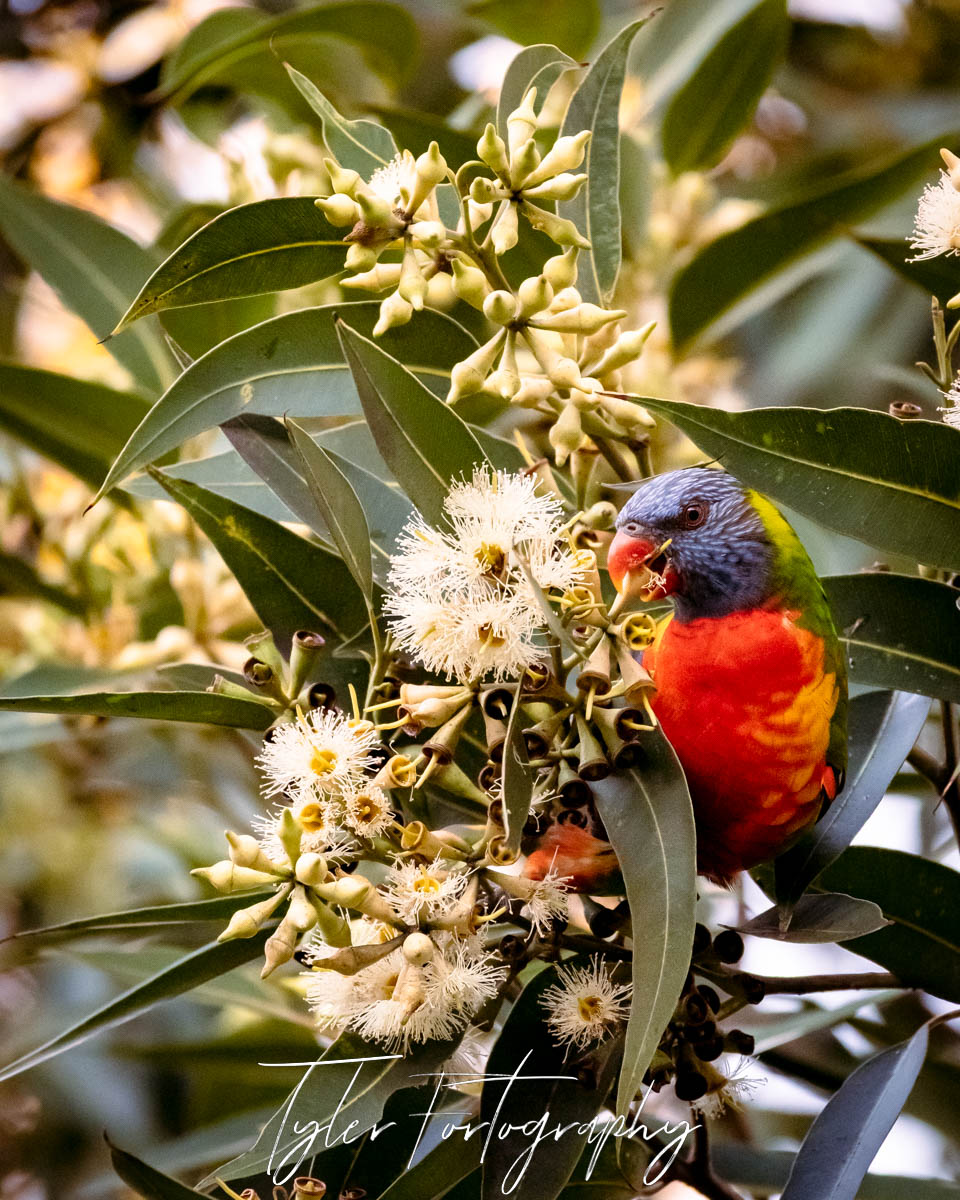 Happy Lorikeet