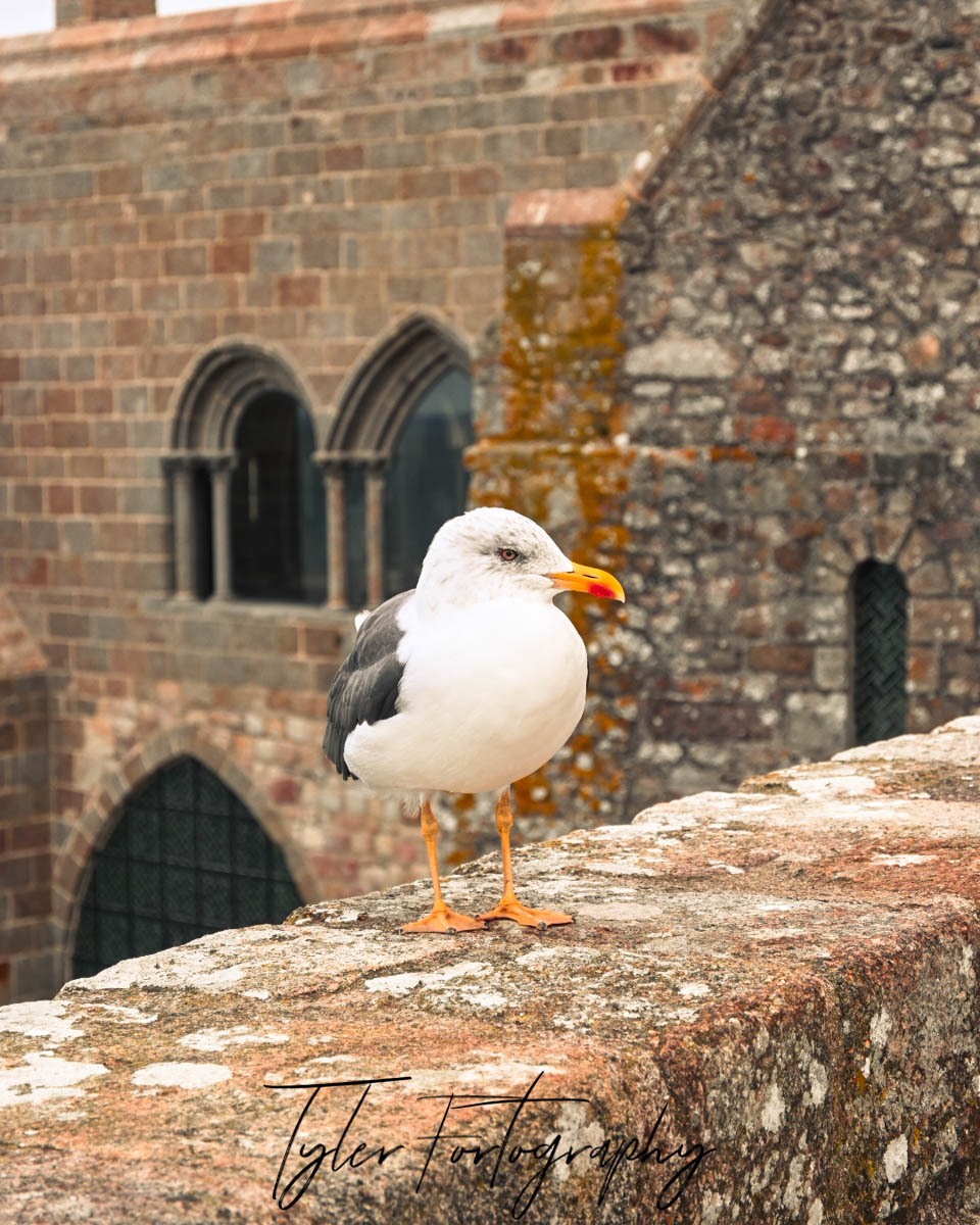 Island Seagull