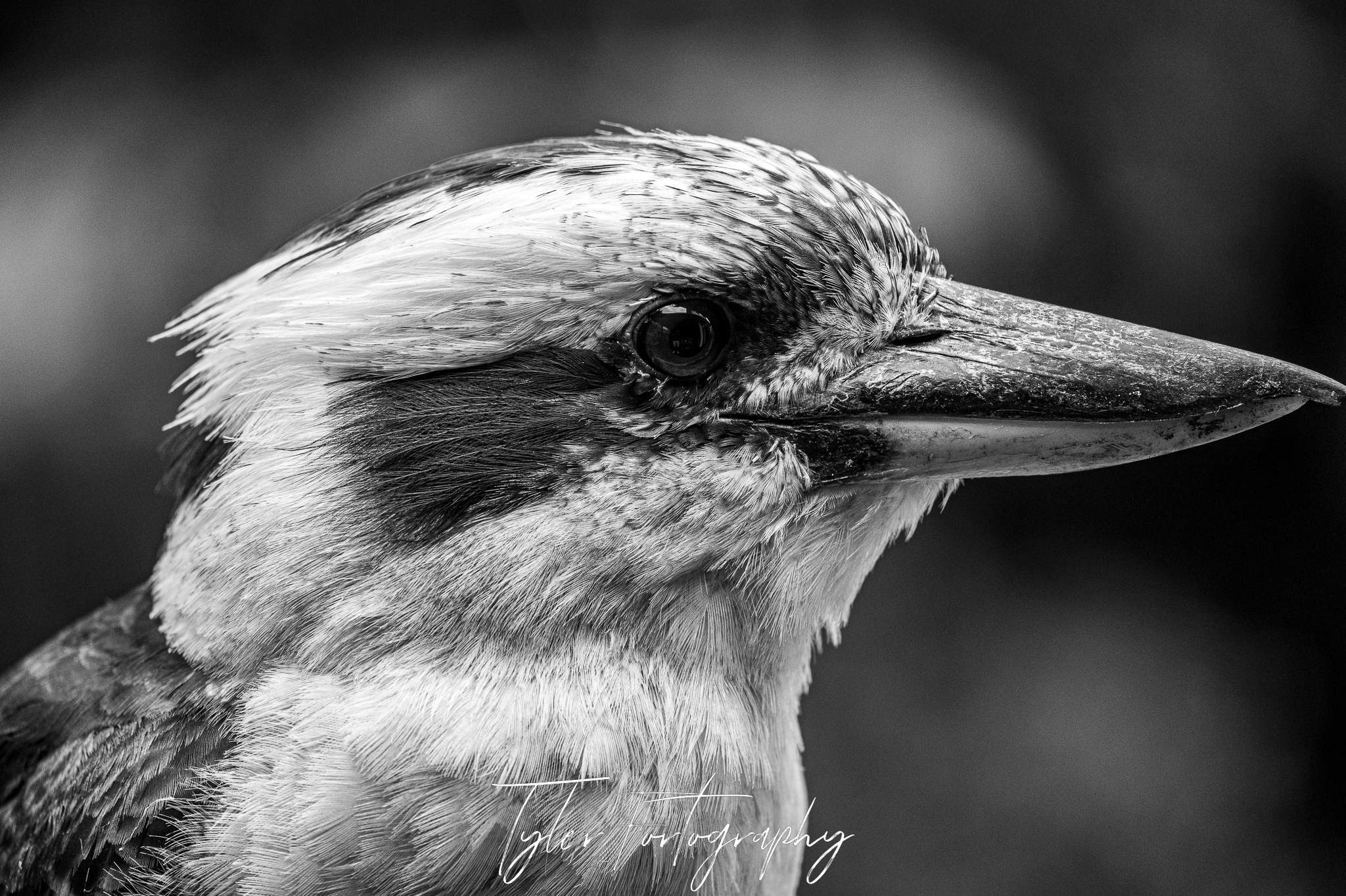 Kookaburra