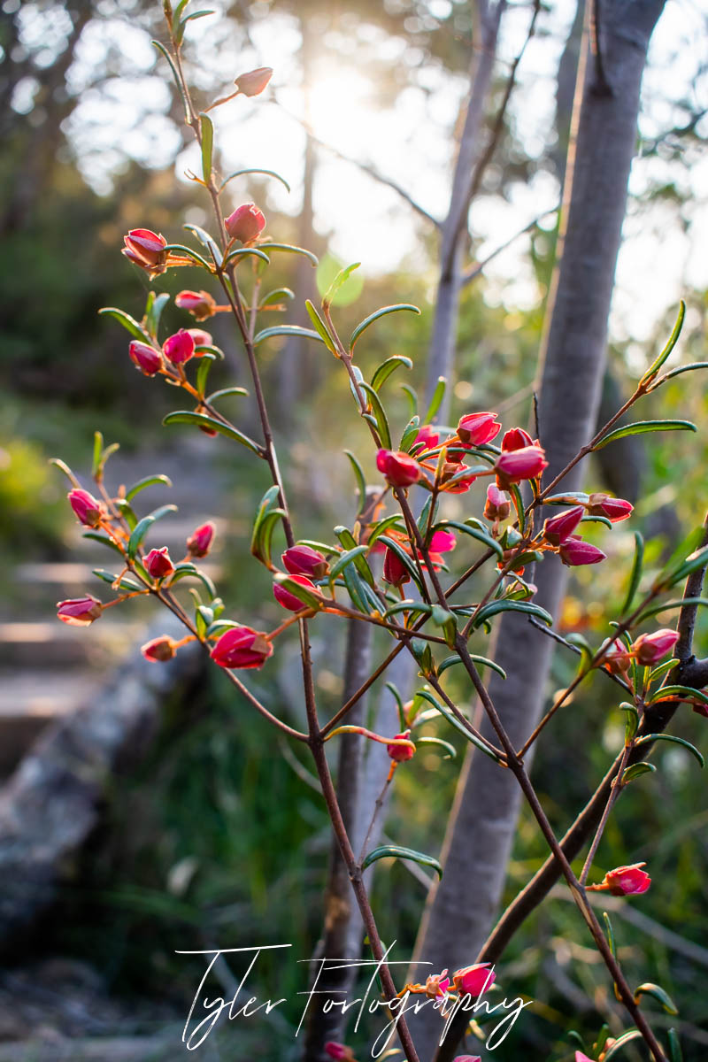 Wildflowers