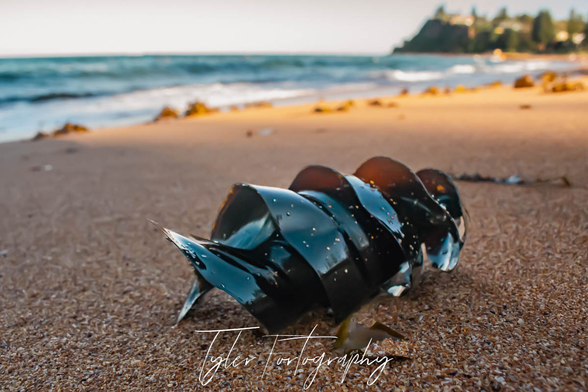 Shark Egg