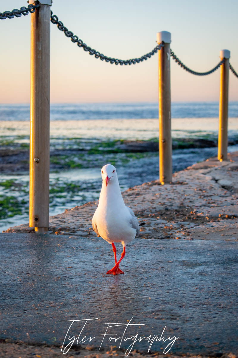 Ocean Pool Seagull