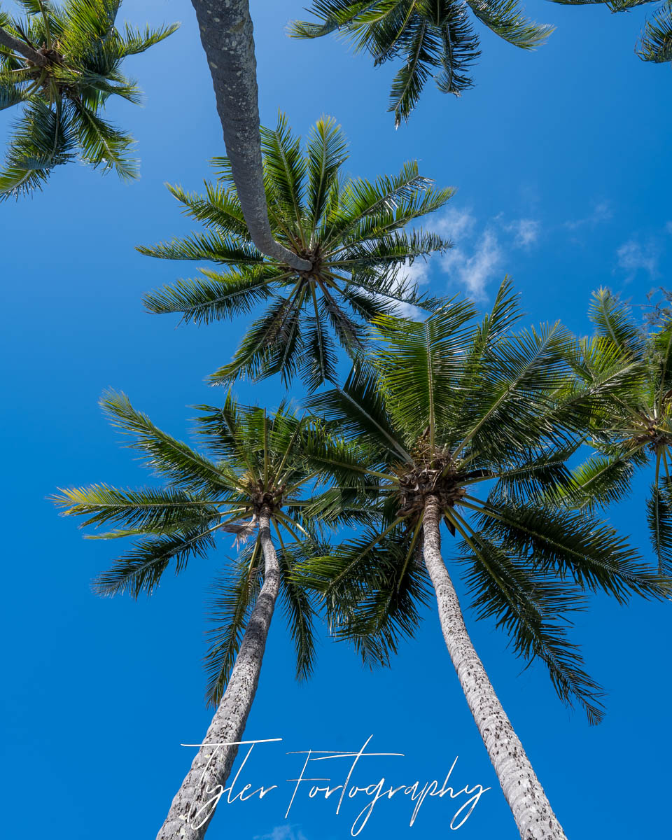 Palm Trees