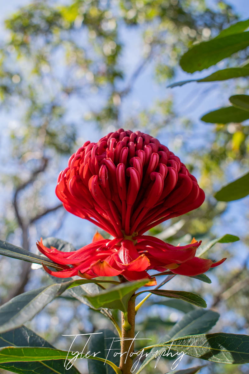 Perfect Waratah
