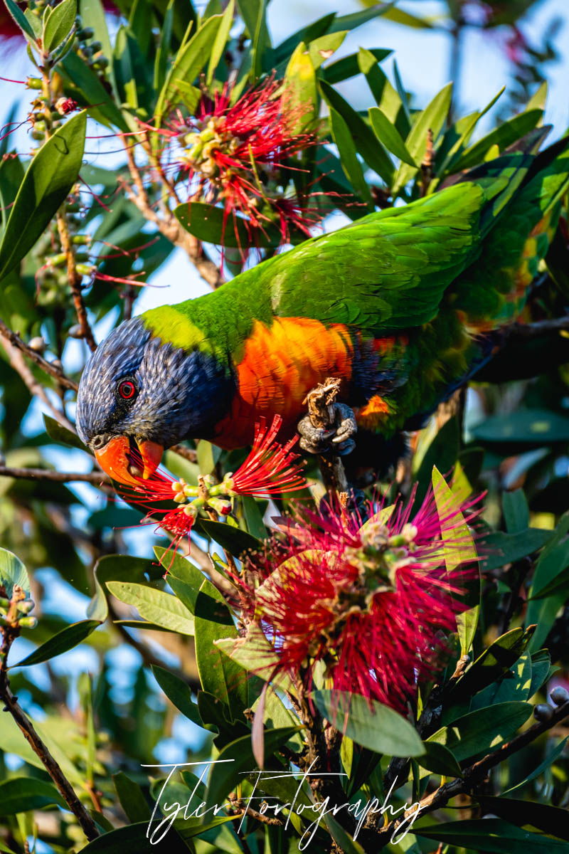 Rainbow Lorikeet