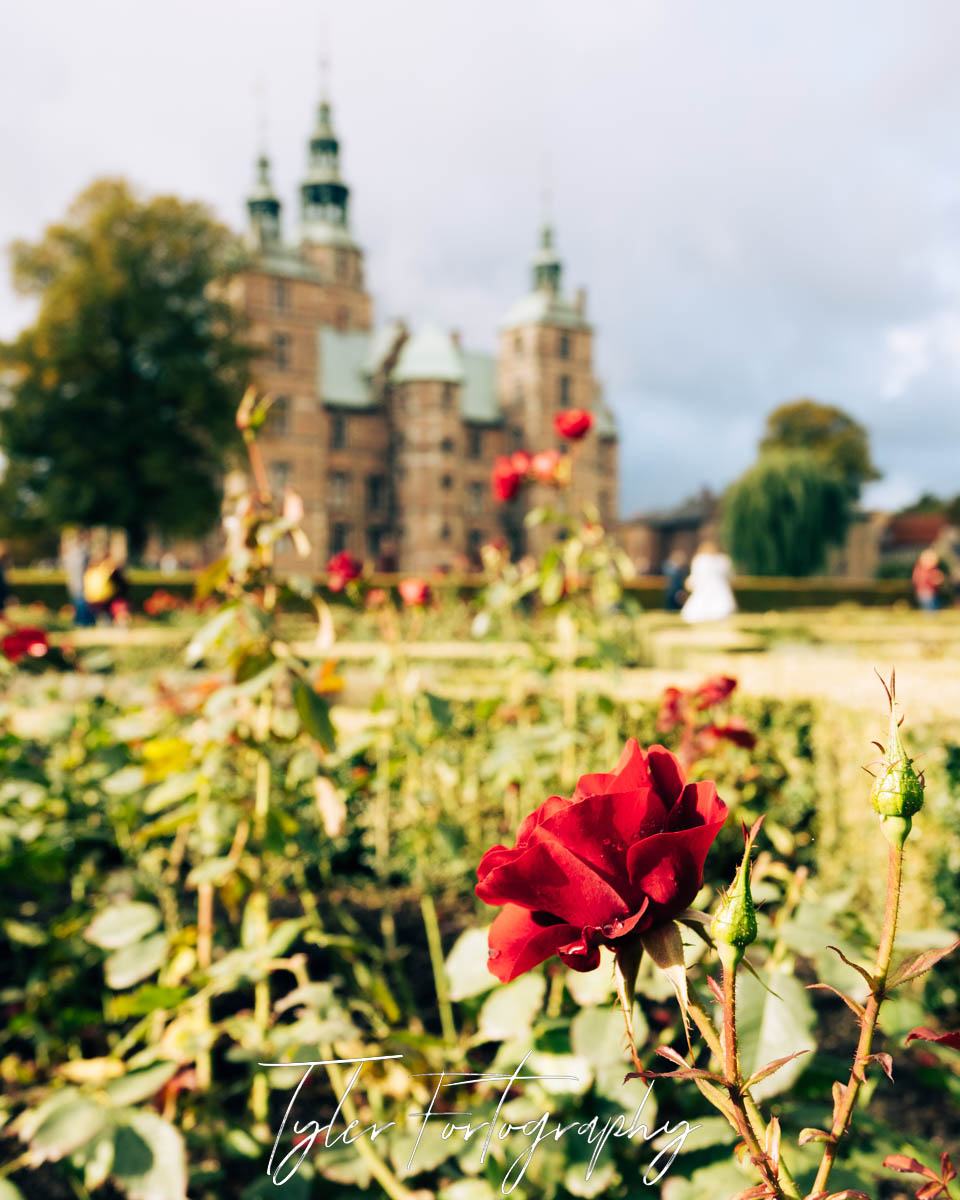 Rose Garden
