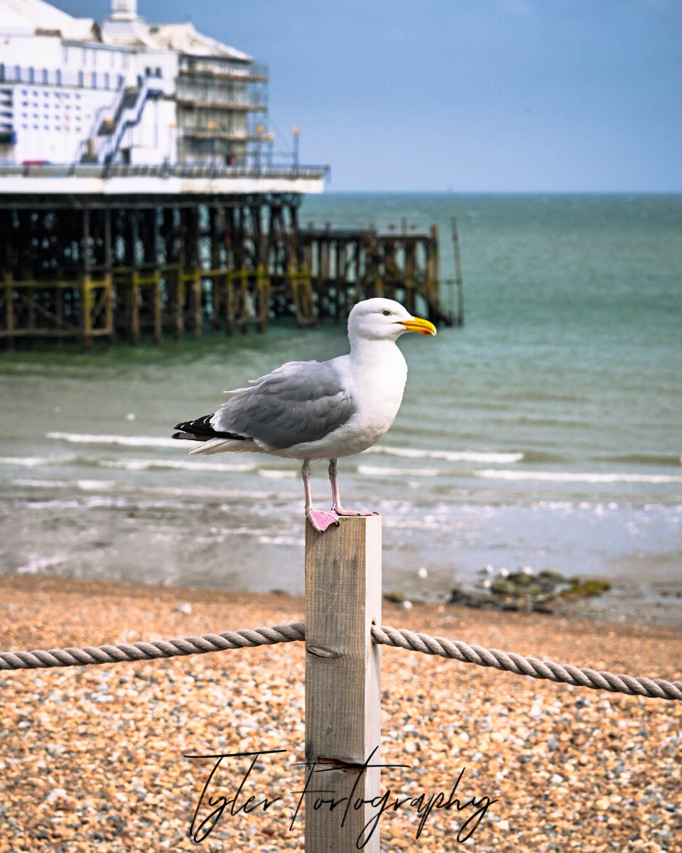 Seaside Seagull