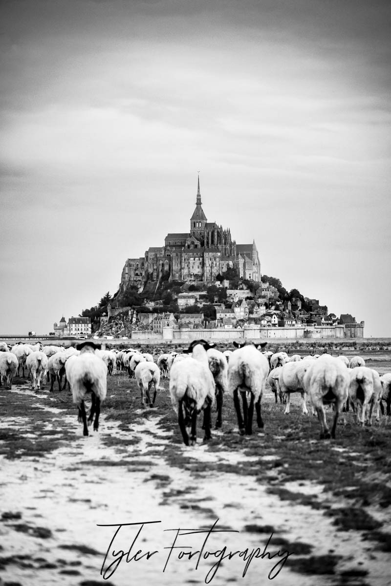 Sheepish Outlook