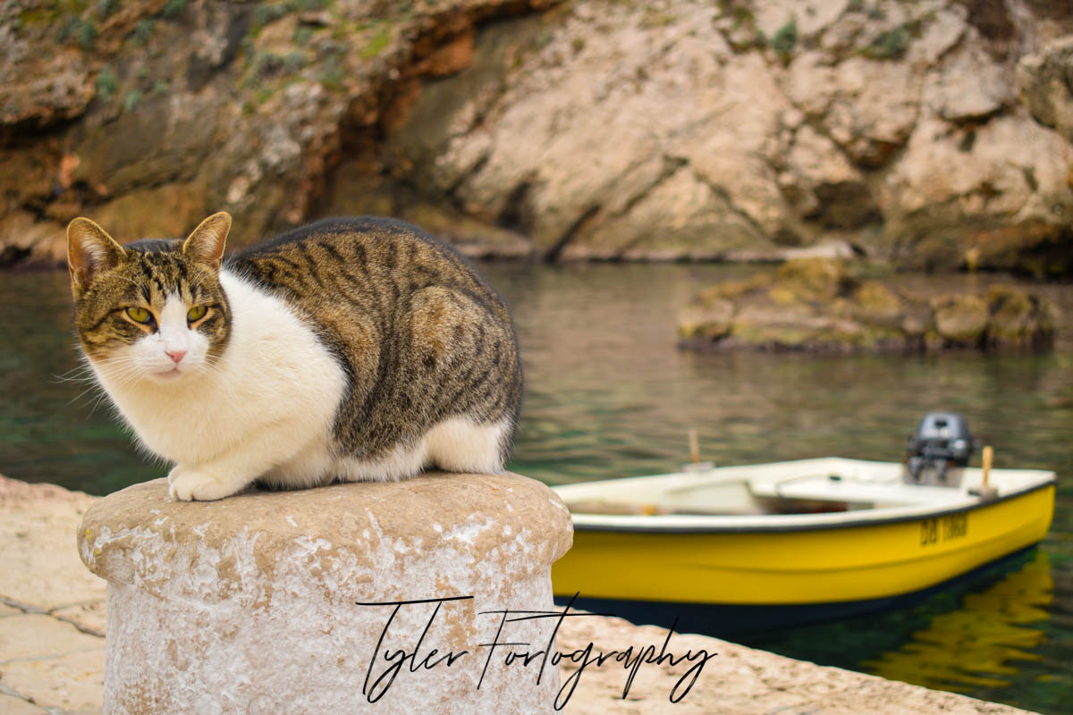 Water Cat